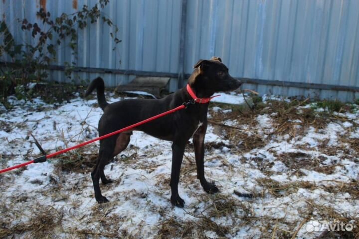 Ищет дом не крупный пёсик Барри