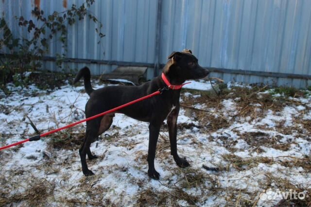 Ищет дом не крупный пёсик Барри