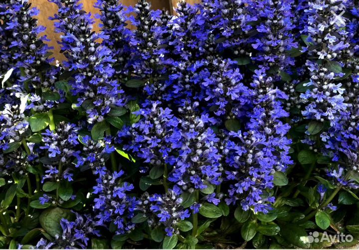 Дачные цветочки