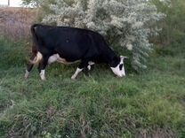 Корова дойная молочная ставропольский край