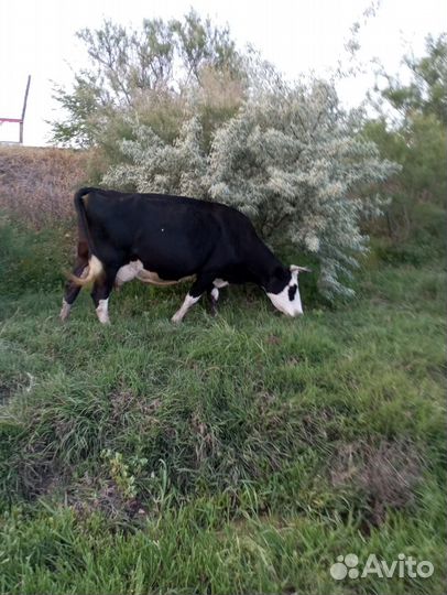 Корова дойная молочная ставропольский край