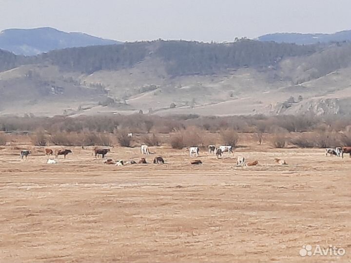 Готовое хозяйство