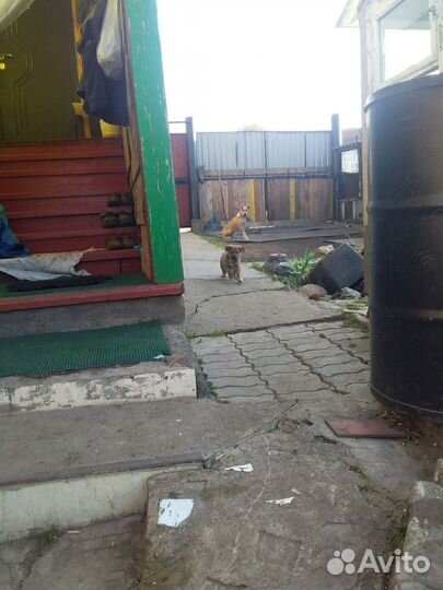 Отдам бесплатно щенка