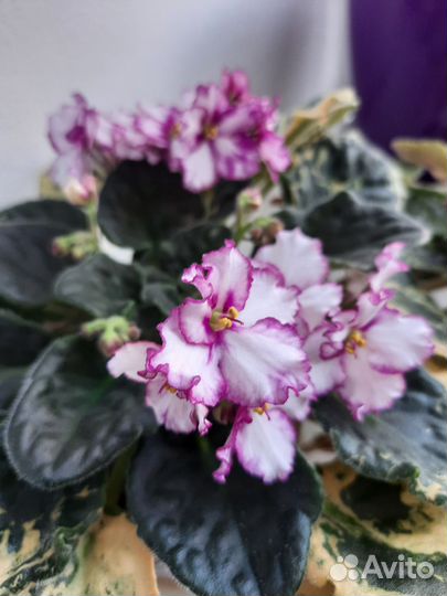 Фиалки цветущие в горшке