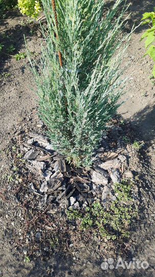 Кора тополя+сосны для мульчирования