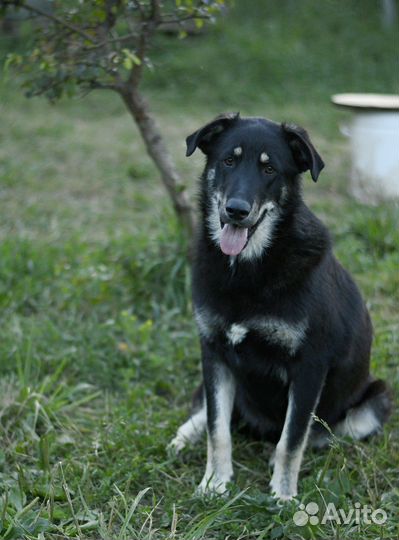 Собака Микки