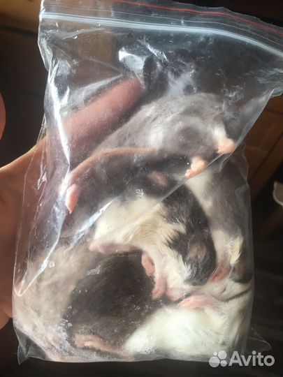 Замороженные крысы (40-50 грамм) 6 штук, + цыплята
