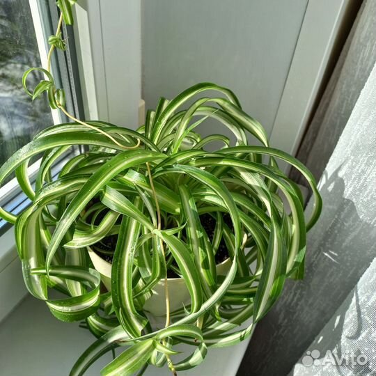 Хлорофитум кудрявый