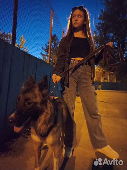 Выгул собак Пермь, Архангельск