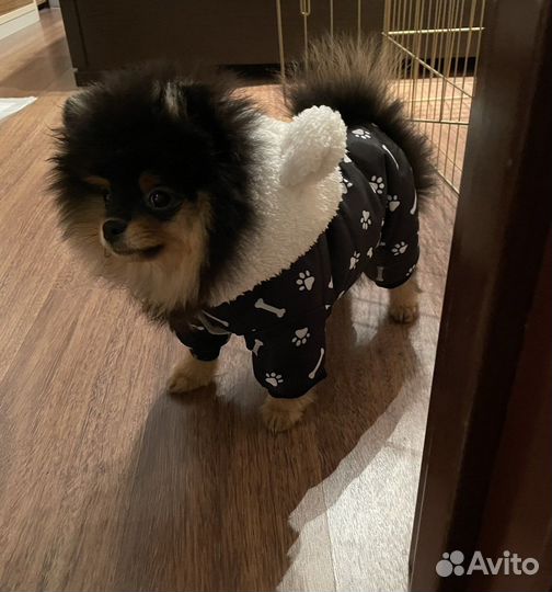 Комбинезон для маленьких собак ботинки dezzie