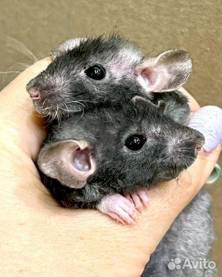 Крысята кудрявые рекс Дамбо крыски крыса крысы