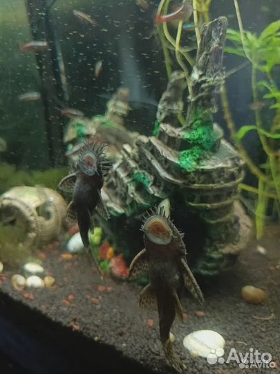 Сомики- анциструсы, гуппи, кардиналы и ряска