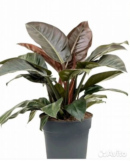 Филодендрон Империал Ред (imperial red)