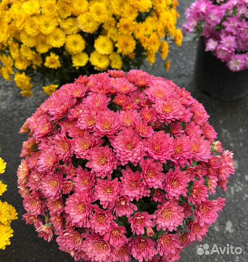 Хризантемы мультифлора Skyfall