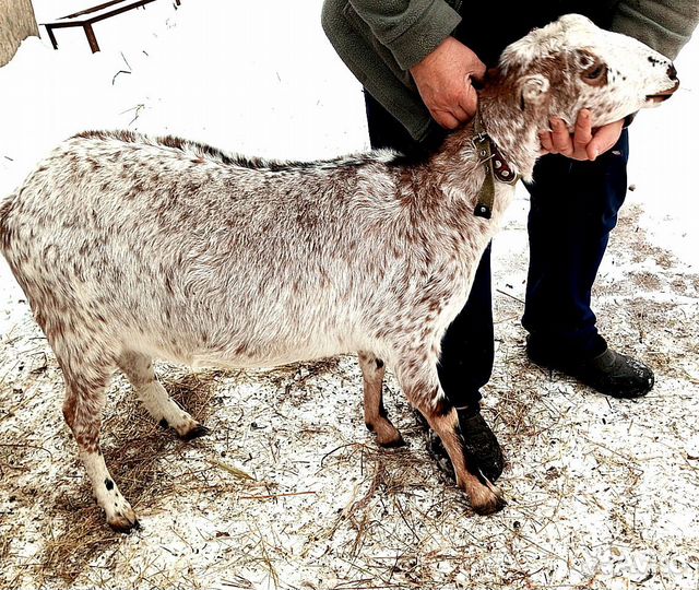Козлики и козы Камори. Камерунские козлята