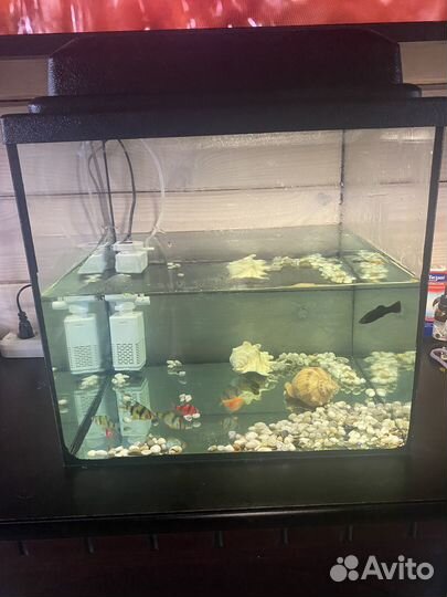 Аквариум