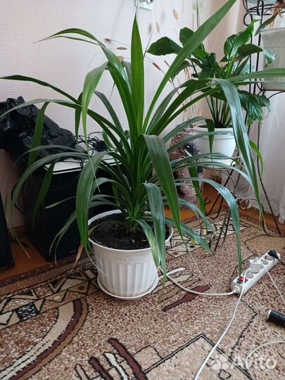 Комнатные цветы панданус