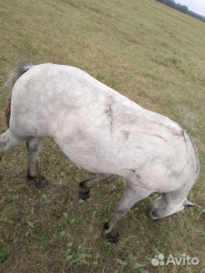 Продам жеребчика