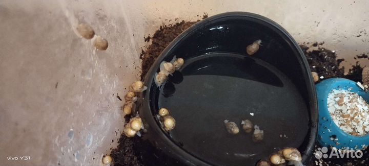 Улитки ахатины