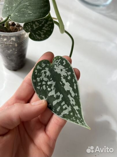 Сциндапсус пиктус аргиреус