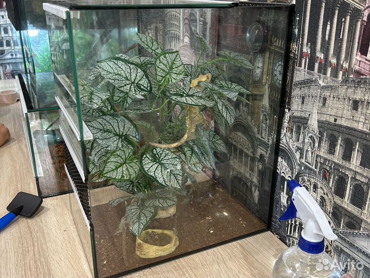 Гекон бананоед