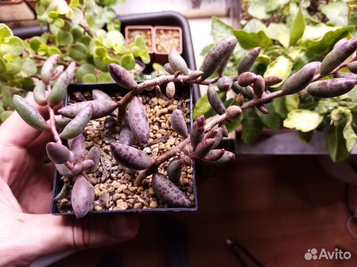 Adromischus filicaulis super Red Succulents