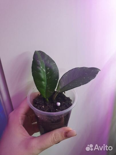 Строманта триколор