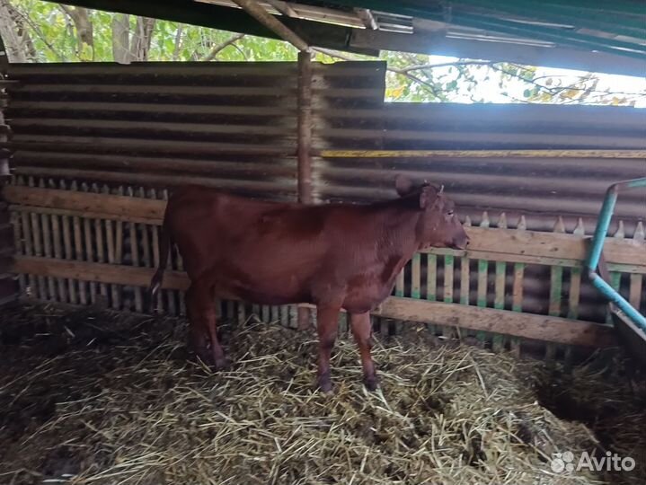 Бычки и телята