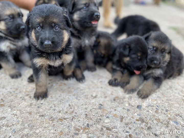 Щенки немецкой овчарки