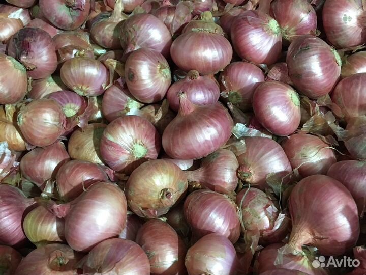 Лук семейный Старорусский