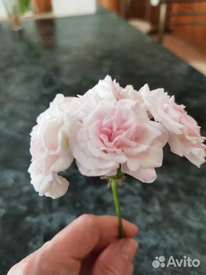 Пеларгония герань