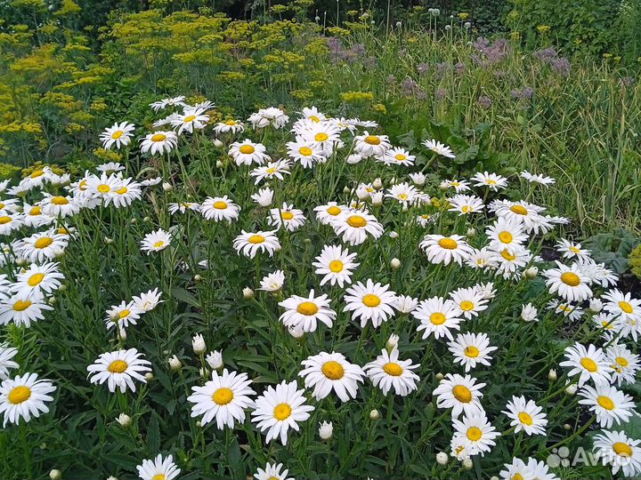 Ромашка садовая многолетняя корни
