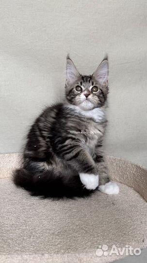 Котята мейн кун из питомника