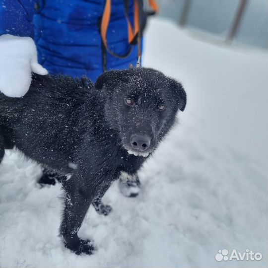 Пес в добрые руки