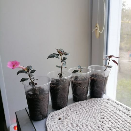 Ахименес, цветы комнатные розовые