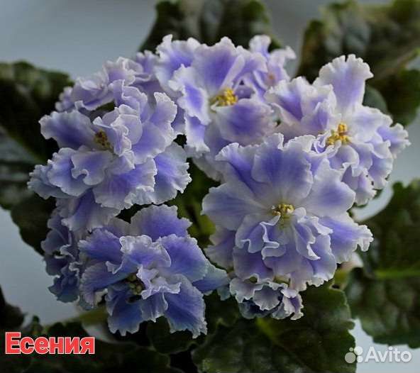 Сортовые фиалки листики