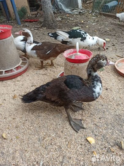Мускусные утки индоутки индоутята