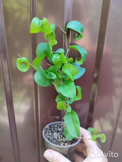 Фикус Бенджамина