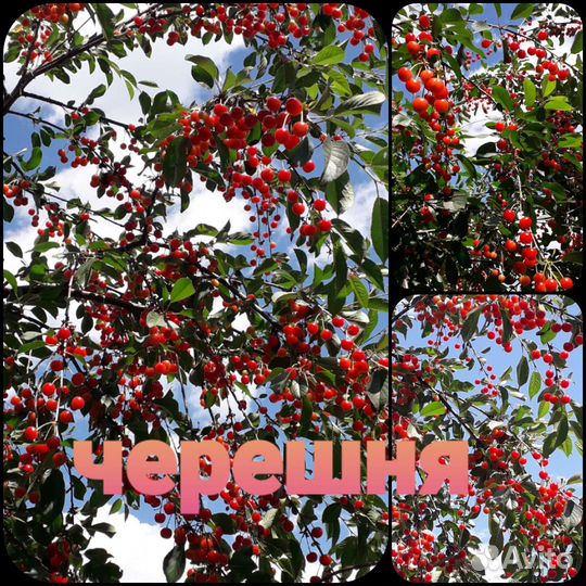 Саженцы черешни