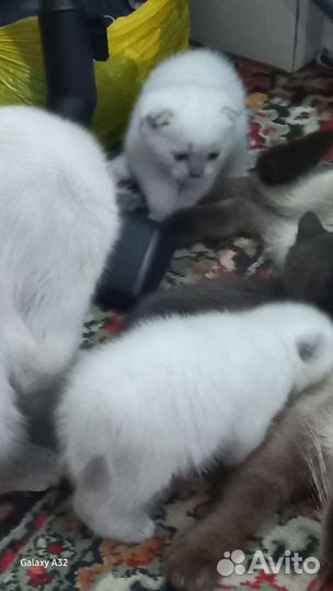 Кошка в дар