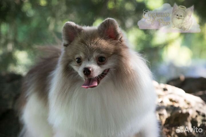 Шпиц кобель для вязки мрамор