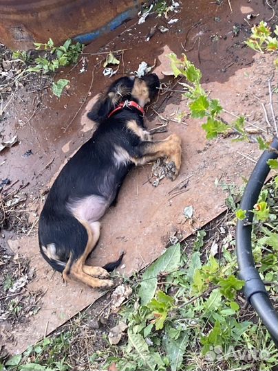 Собака в добрые руки отдам бесплатно