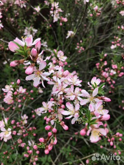 Бадан, миндаль,незабудки