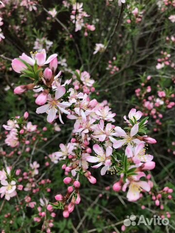 Бадан, миндаль,незабудки