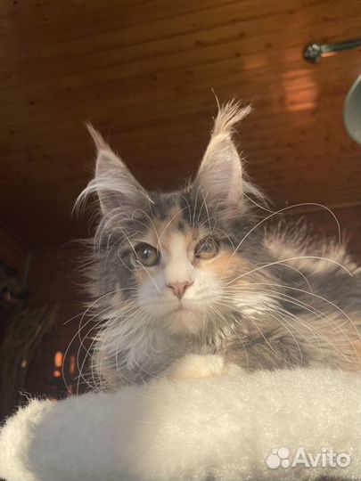 Мейн-кун полидакт