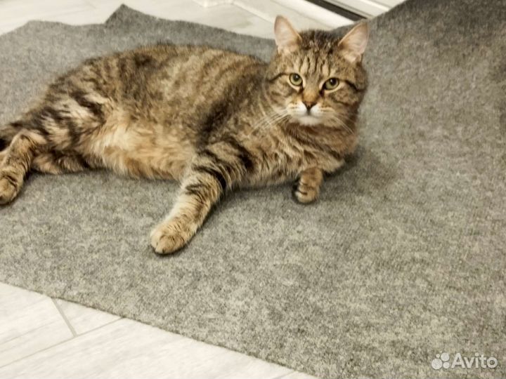 Кот Вася в добрые руки