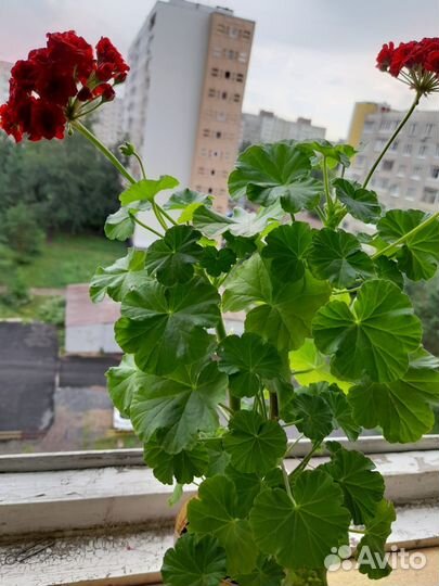 Комнатные цветы герань