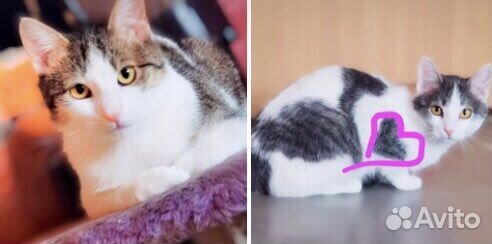 Дом или улица домашним котятам