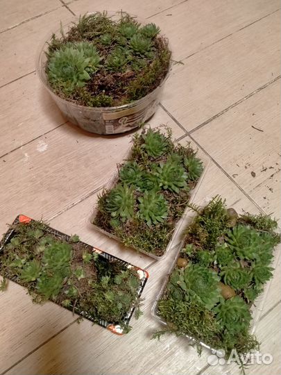 Флорариум суккуленты