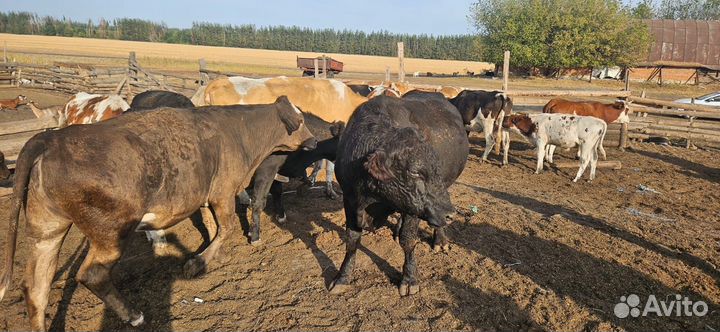 Бычок амурдин Ангус корова тёлка
